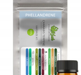 Naturalne terpeny konopne | MONOTERPEN PHELLANDRENE | 1ml